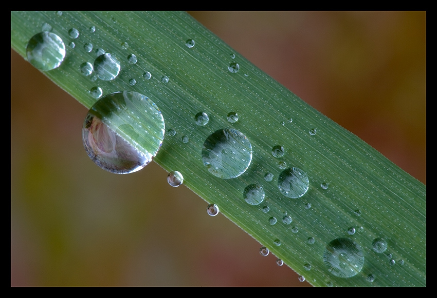 https://naturfotografenforum.de/data/media/1/Tautropfen2::Wolfgang_Herath_tautropfen_tau_grashalm_gras.jpg